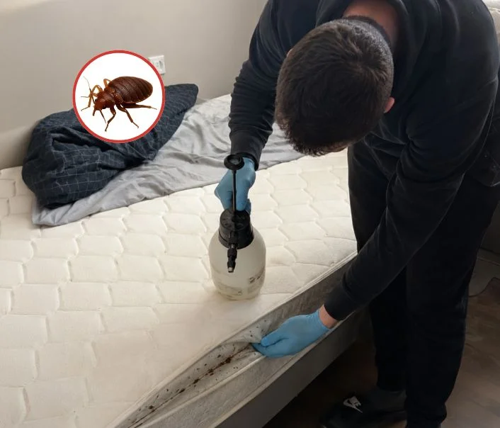 Technicien traitant un matelas contre les punaises de lit à Groslay